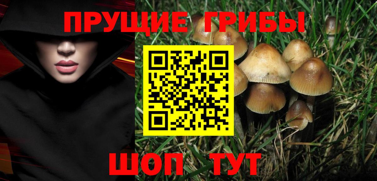 Псилоцибиновые грибы Cubensis Кизляр